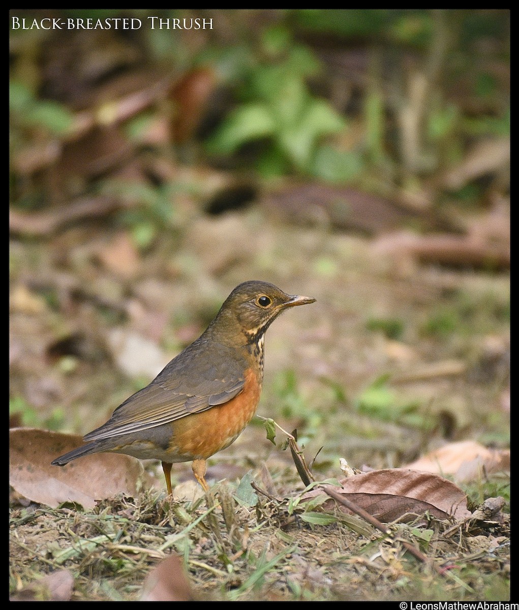 Black-throated Thrush - ML410791811