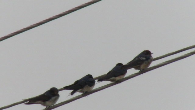 Barn Swallow - ML410792181