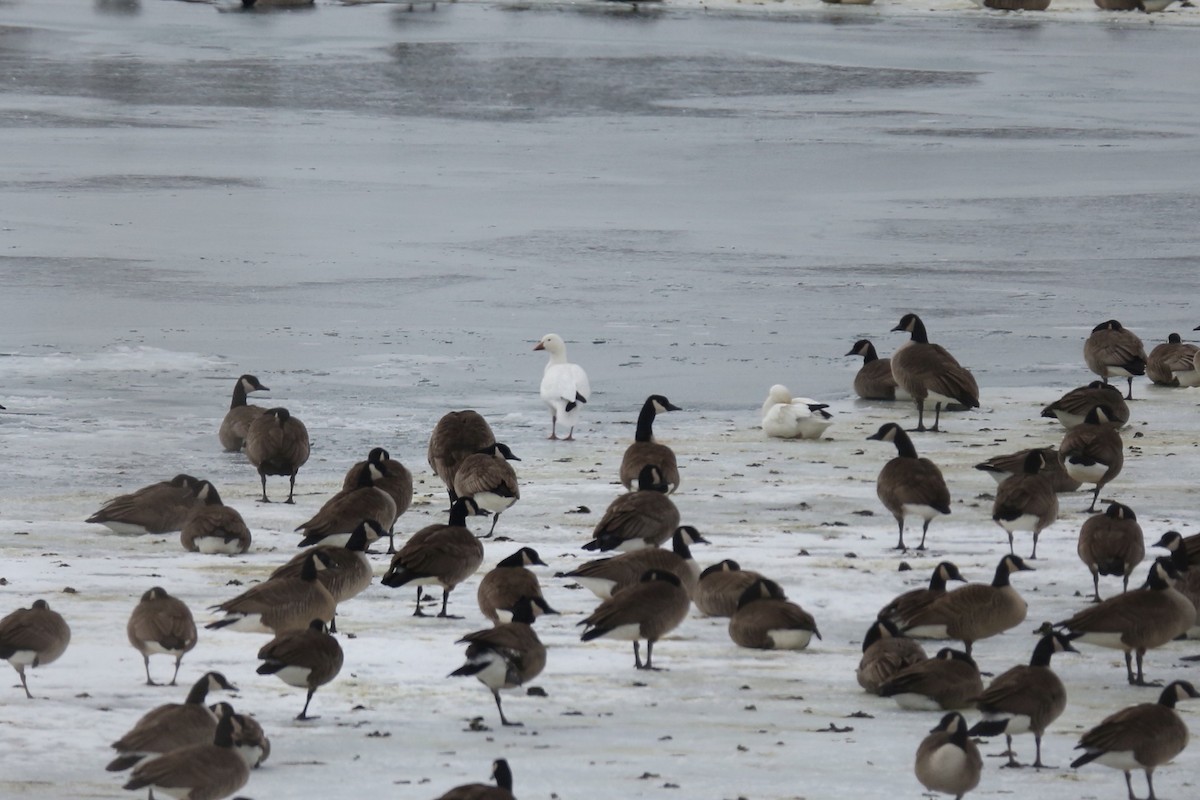 Snow Goose - ML410792551