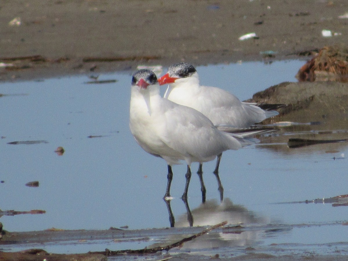 Caspian Tern - ML410793791