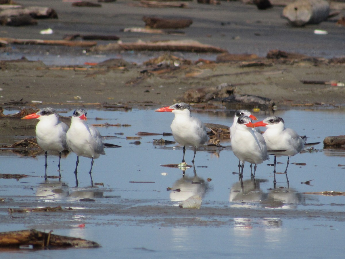 Caspian Tern - ML410793911