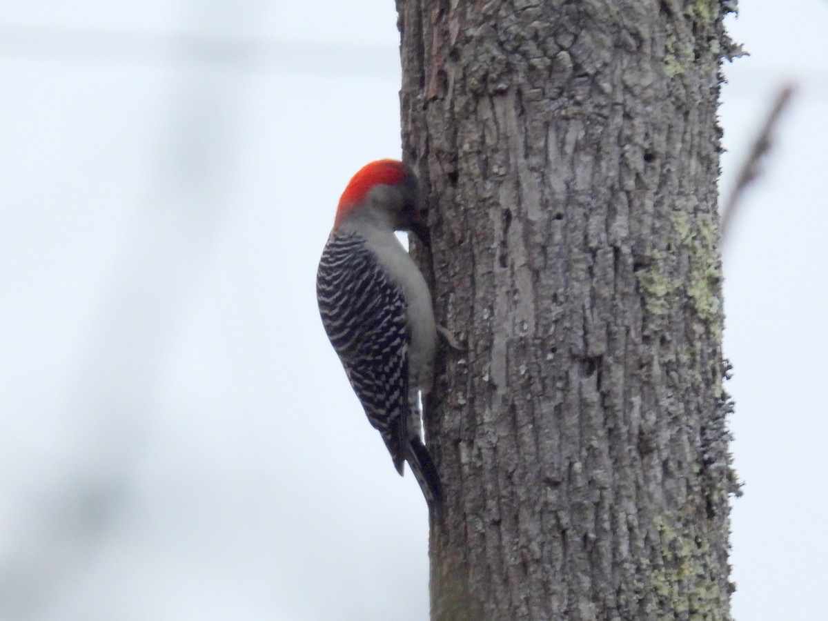 Red-bellied Woodpecker - ML410795611