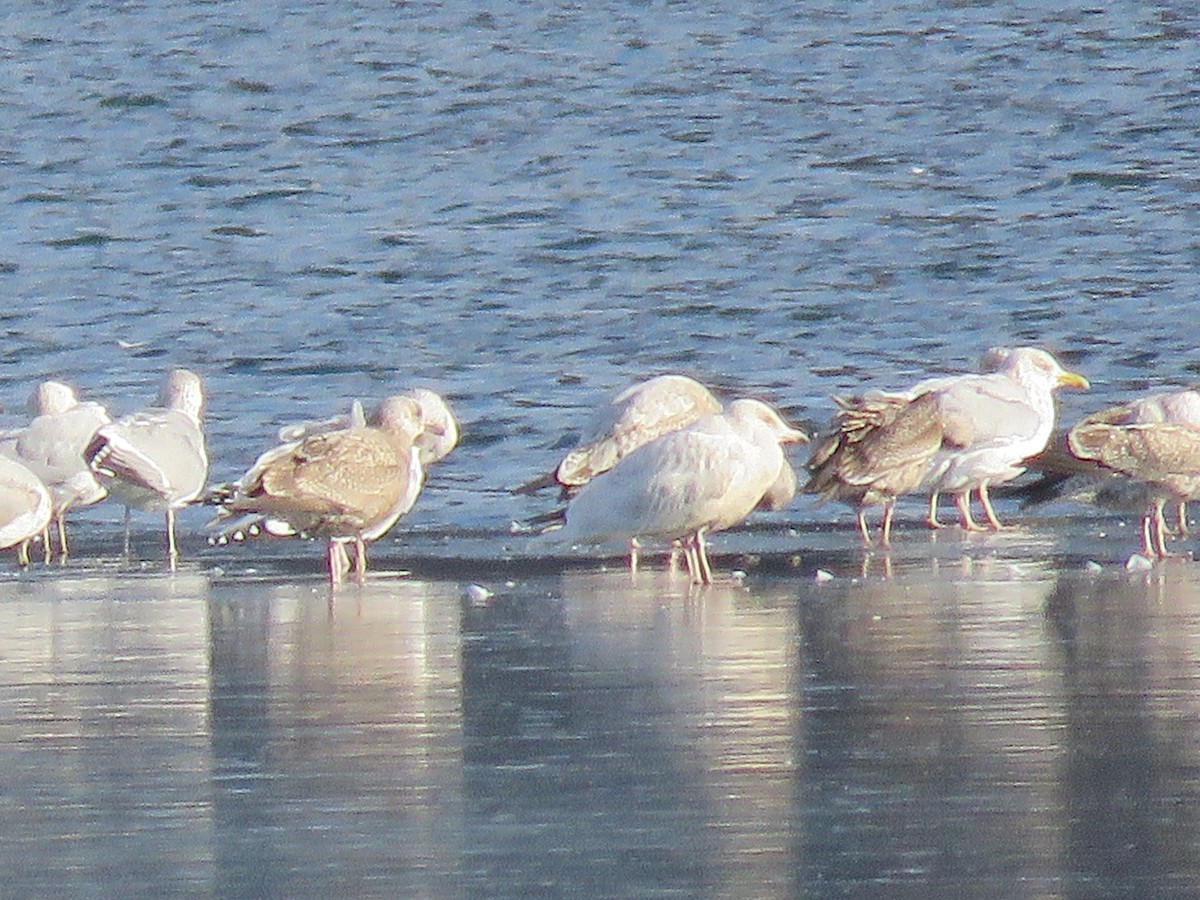 Glaucous Gull - ML410798161