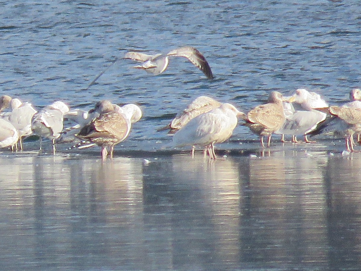 Glaucous Gull - Mary Beth Kooper