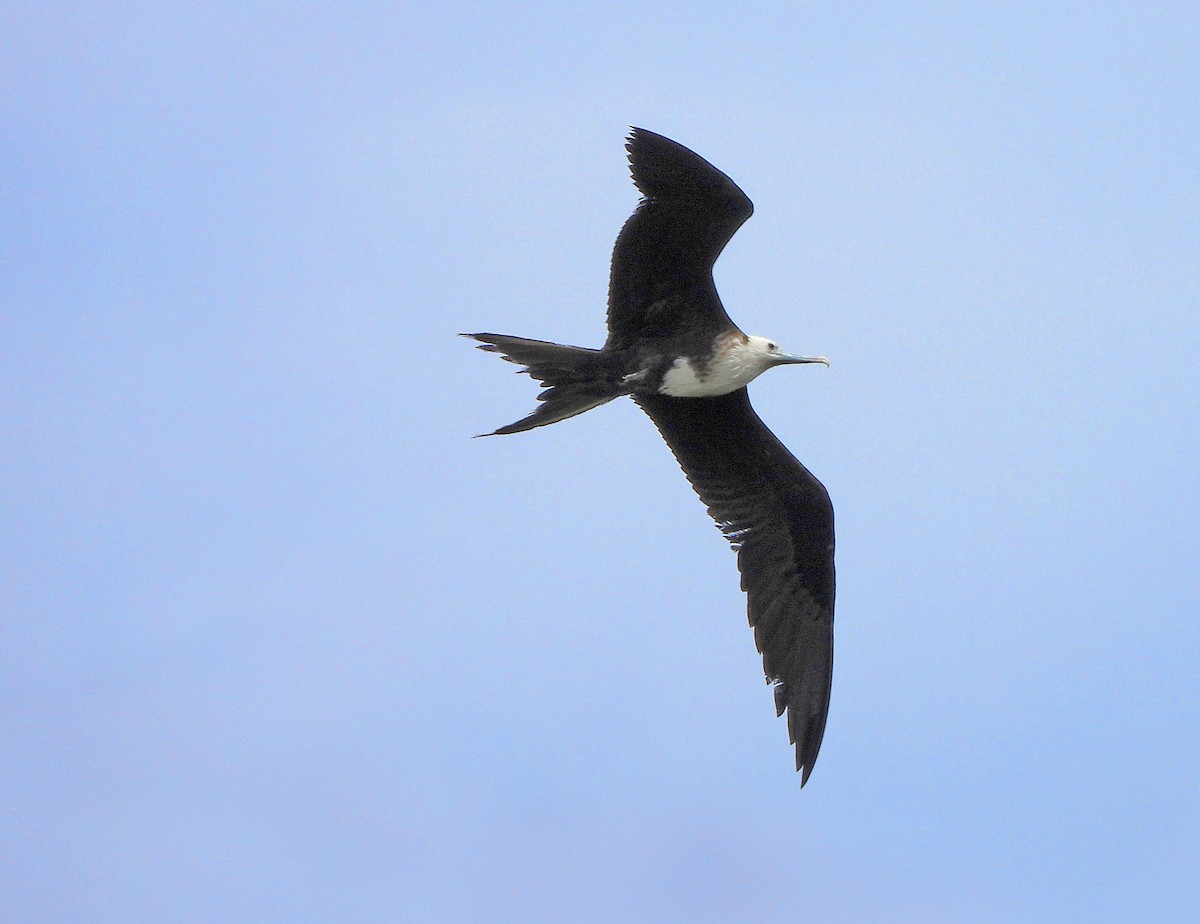 Magnificent Frigatebird - ML410802351