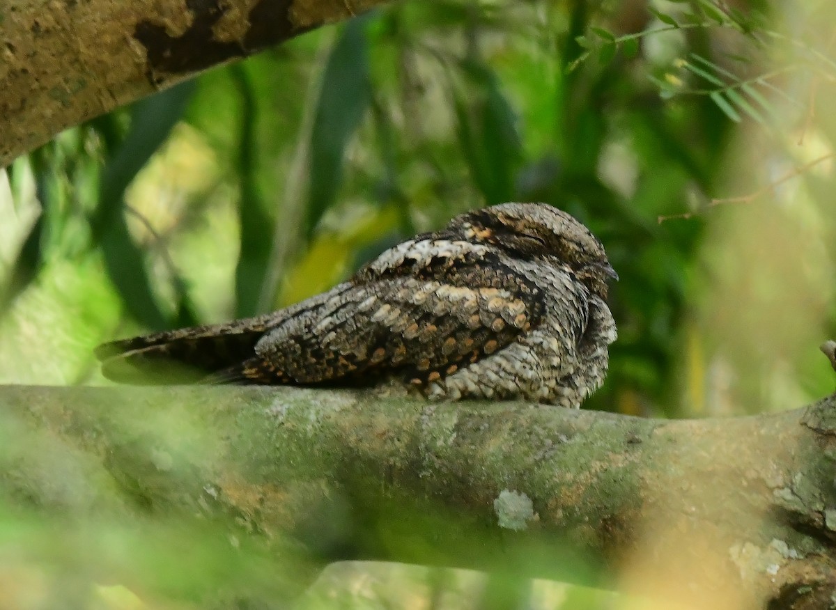 Jungle Nightjar - ML410803141