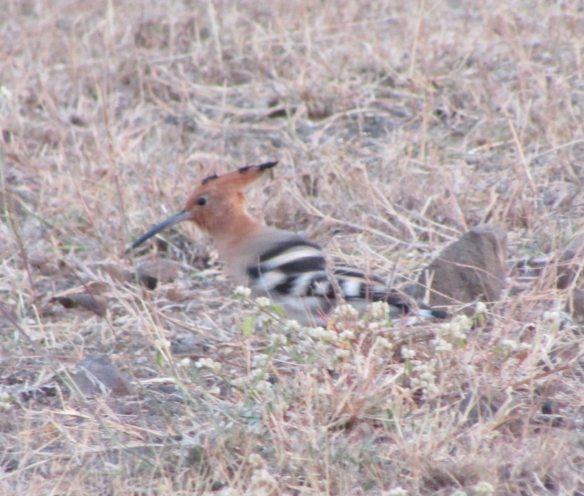 Eurasian Hoopoe - ML410804731