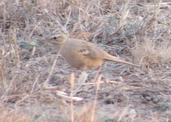 Pipit à long bec - ML410804891