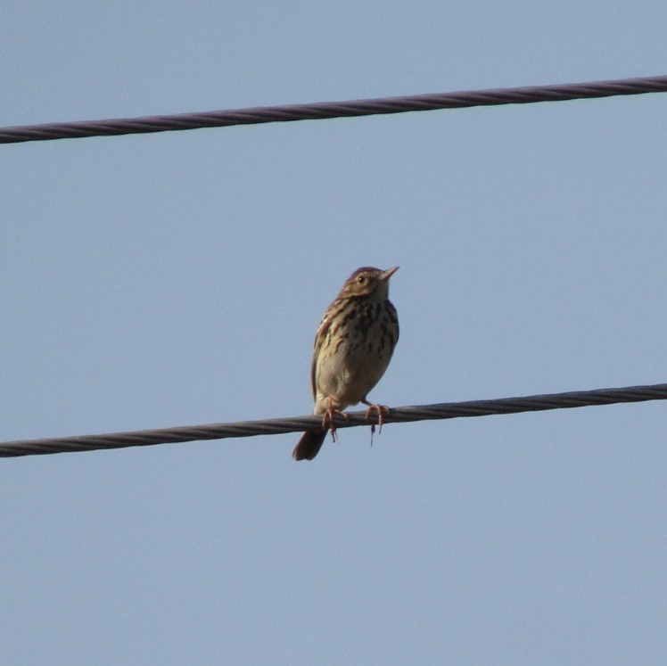 Tree Pipit - ML410805291