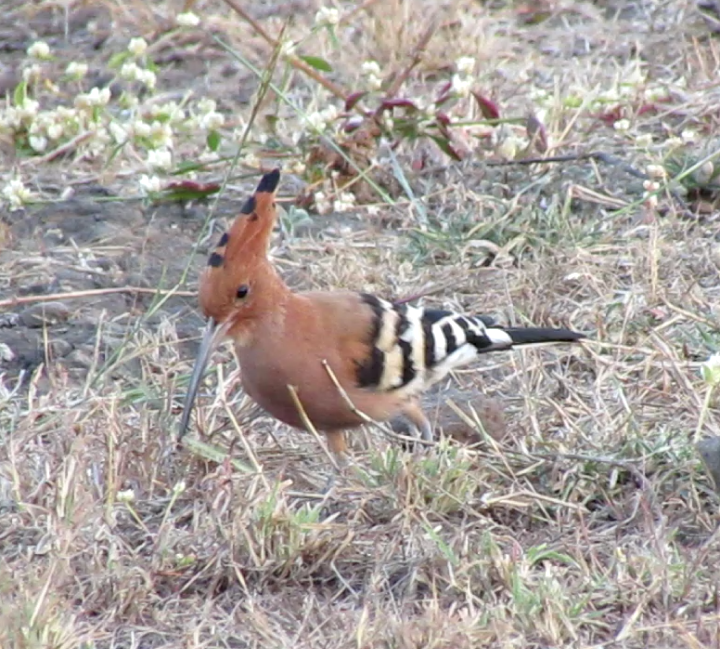 Eurasian Hoopoe - ML410805571