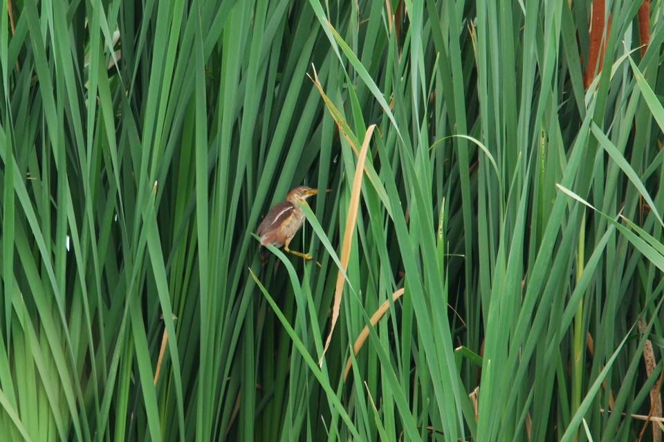 Least Bittern - ML41080781