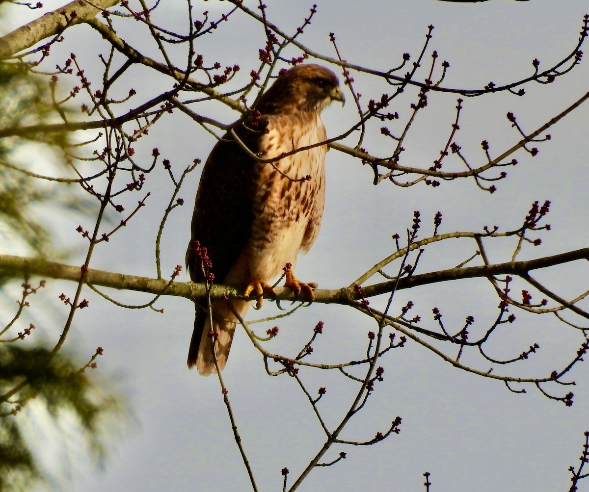 Red-tailed Hawk - ML410807961