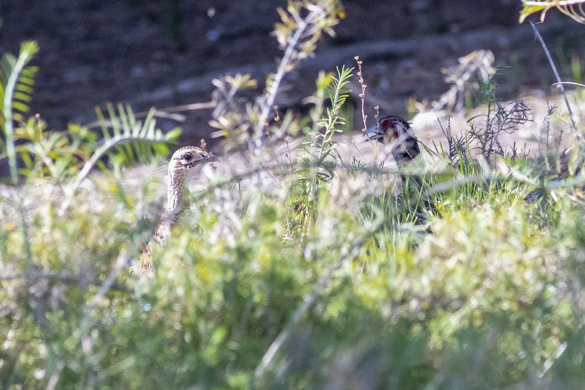 Ring-necked Pheasant - Geoffrey Groom
