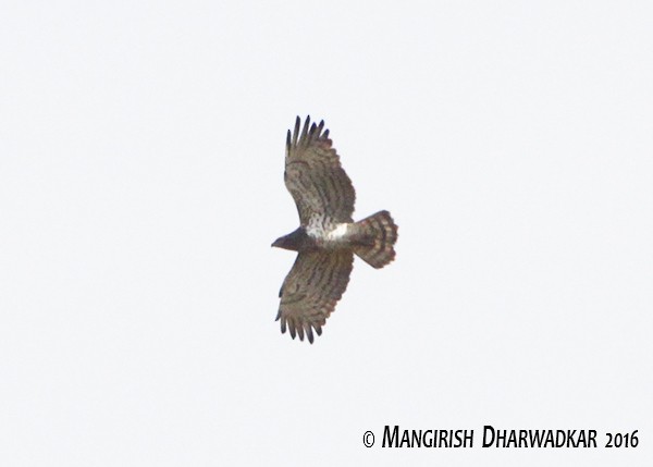 Short-toed Snake-Eagle - ML41081151