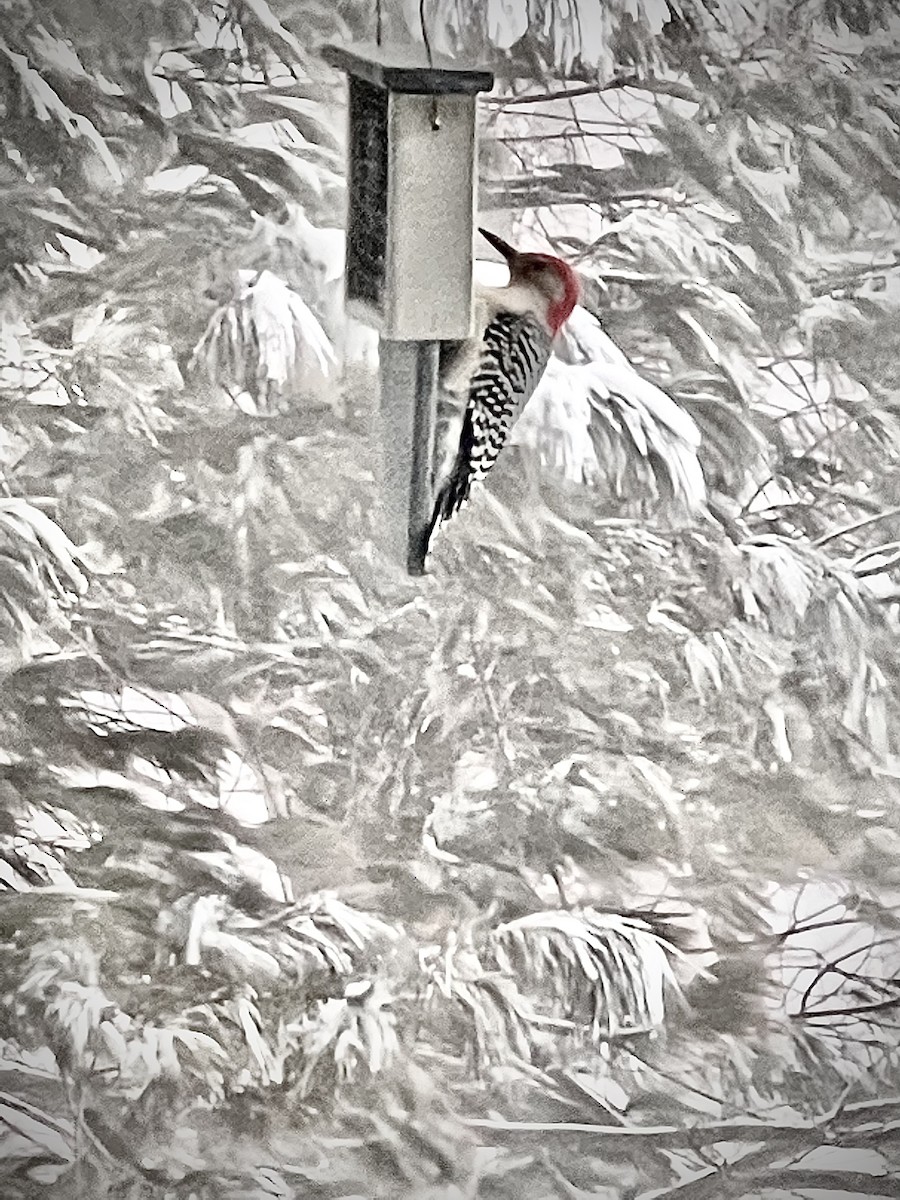 Red-bellied Woodpecker - Matthew Born