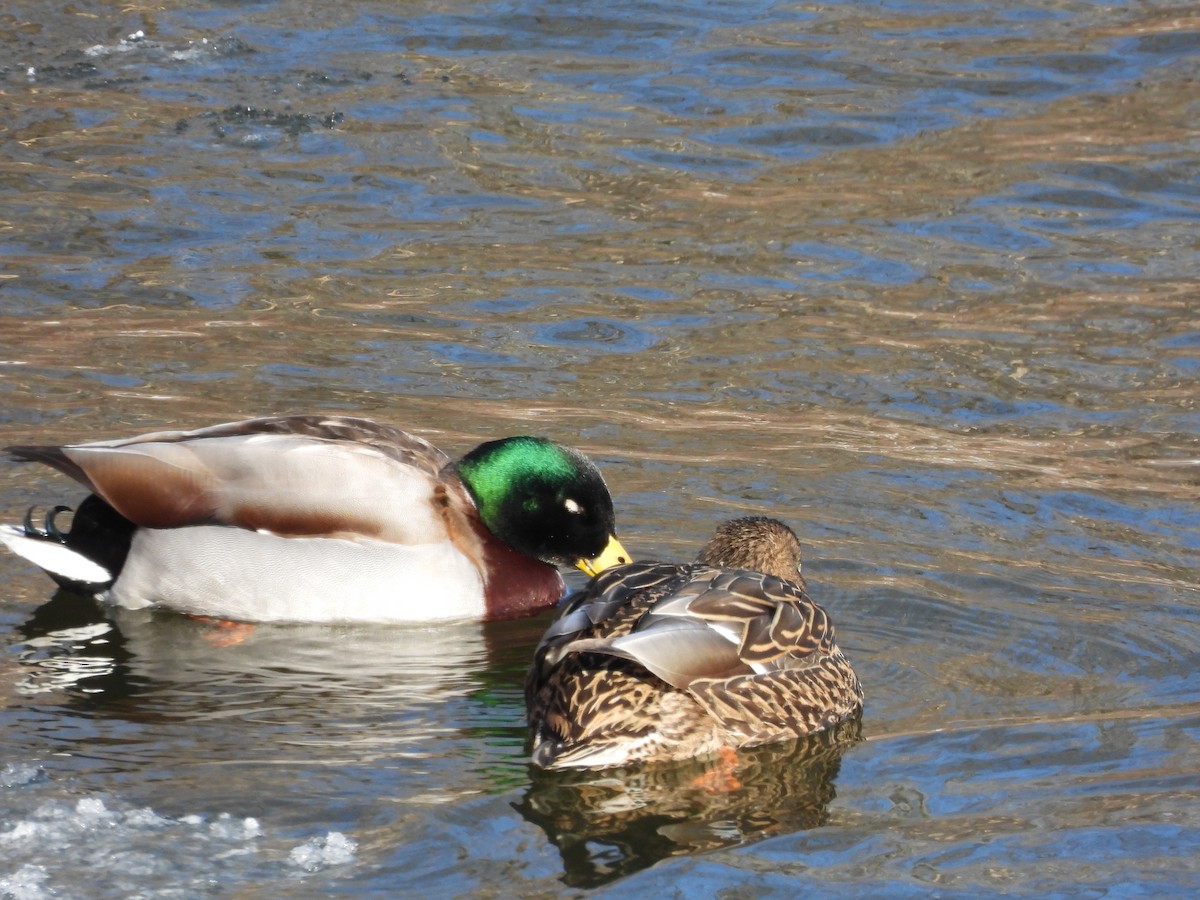 Mallard - John Dunn