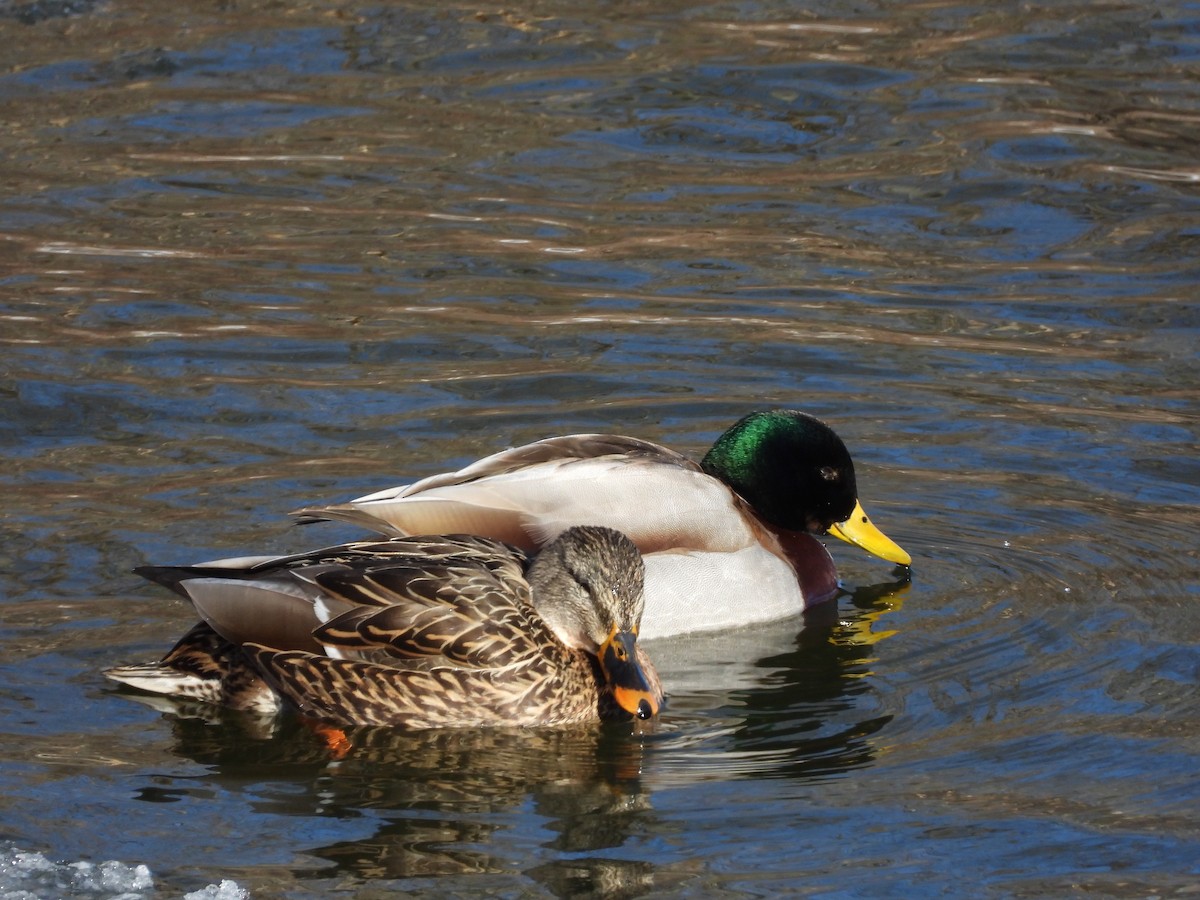 Mallard - ML410811631