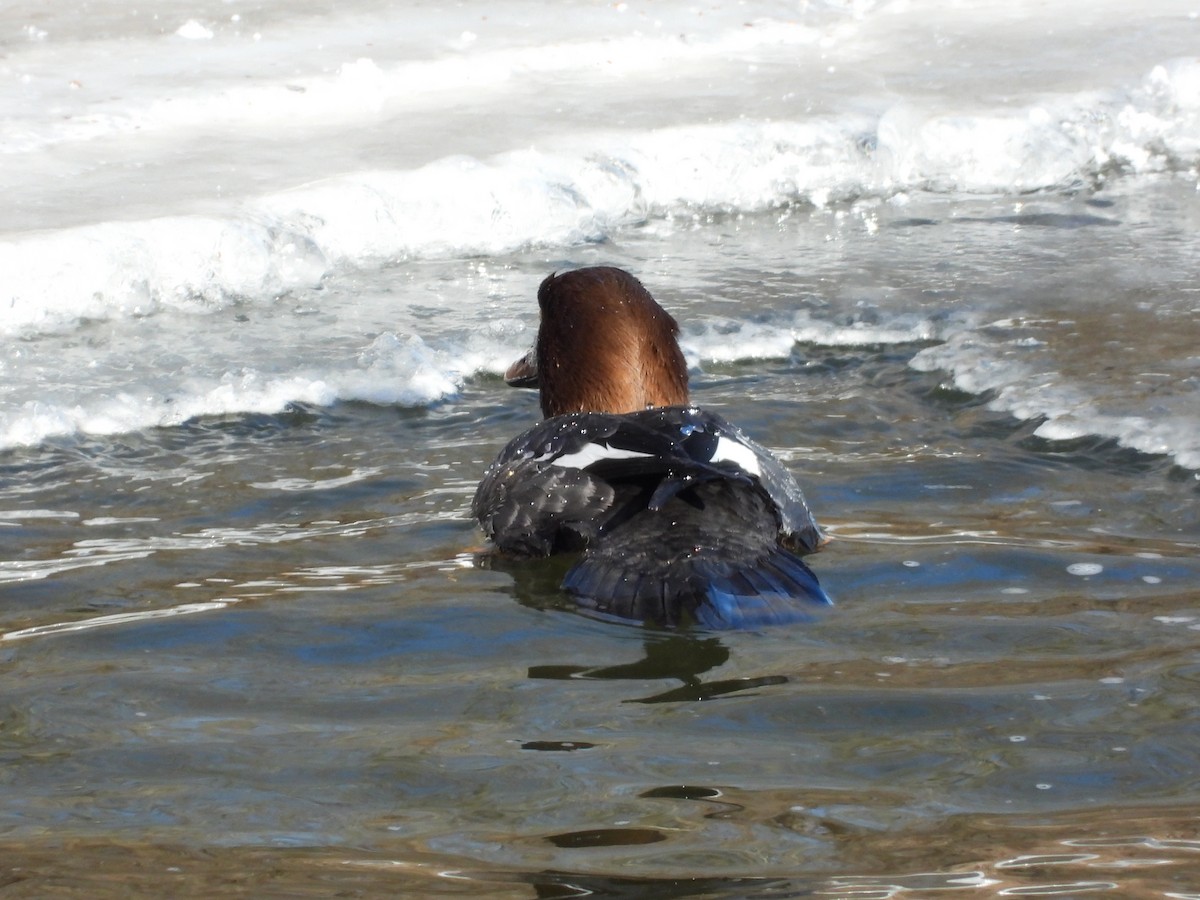 Common Goldeneye - ML410811881