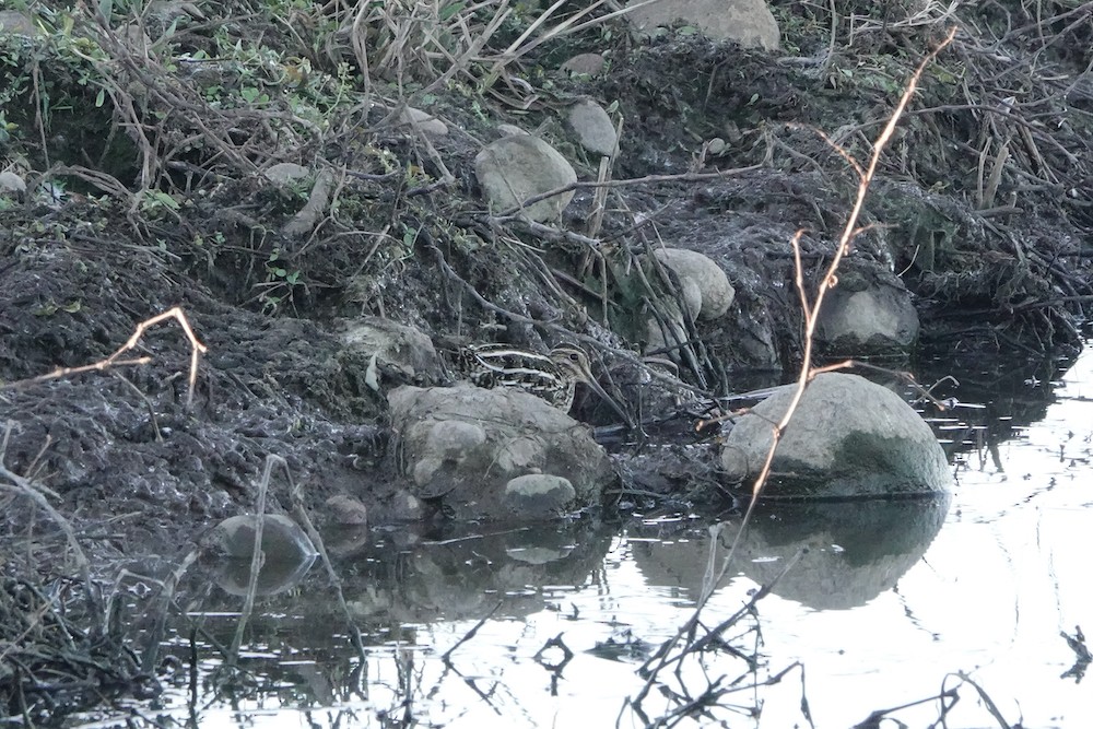 Wilson's Snipe - ML410811901