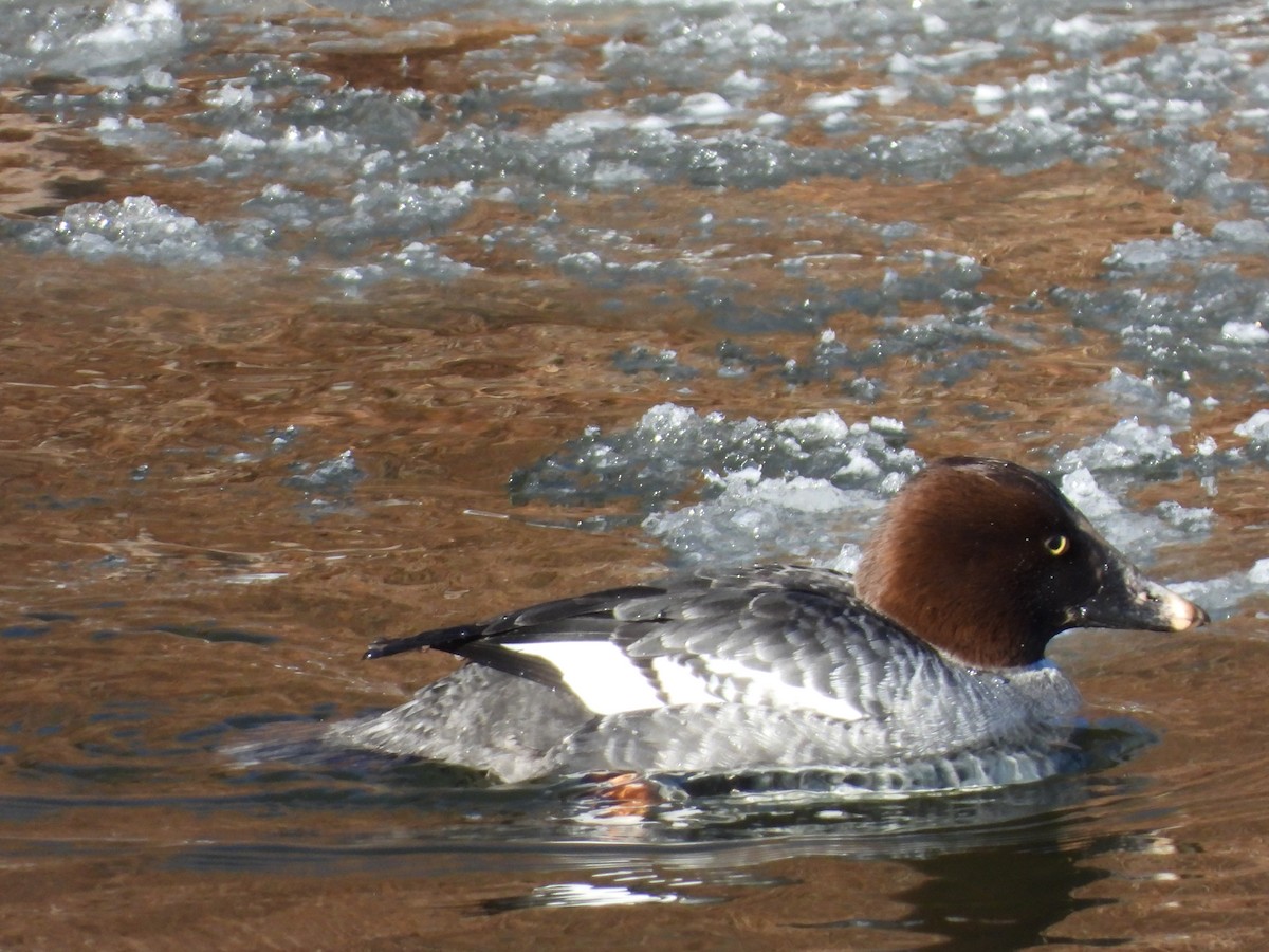 Common Goldeneye - ML410811911