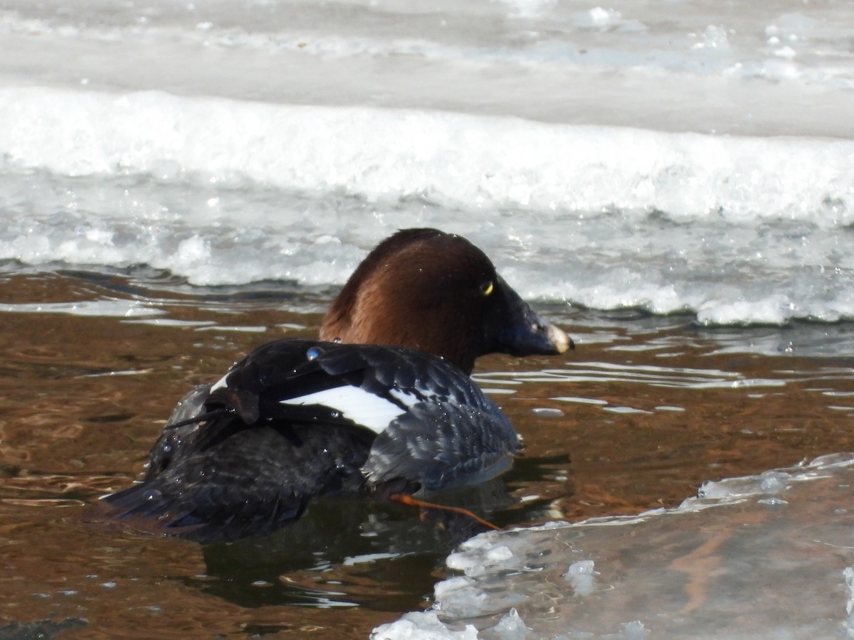 Common Goldeneye - ML410811981