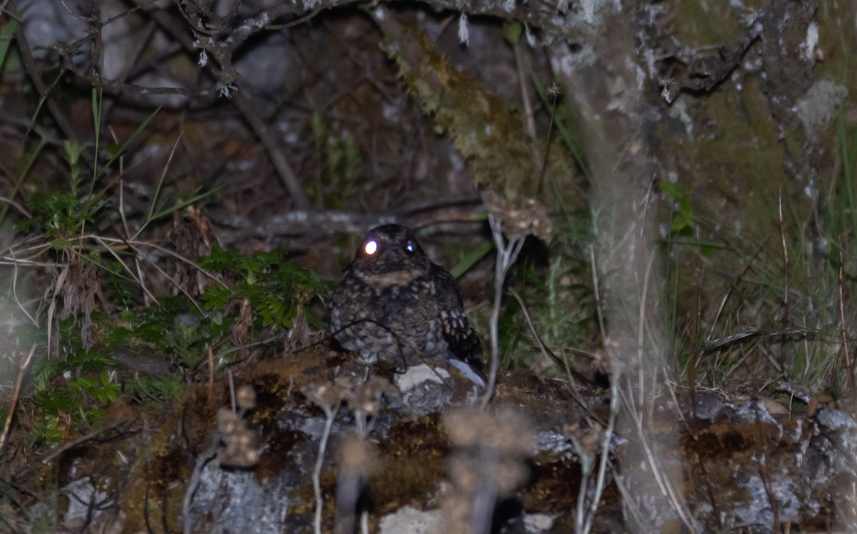 Band-winged Nightjar (Rufous-naped) - ML410812861