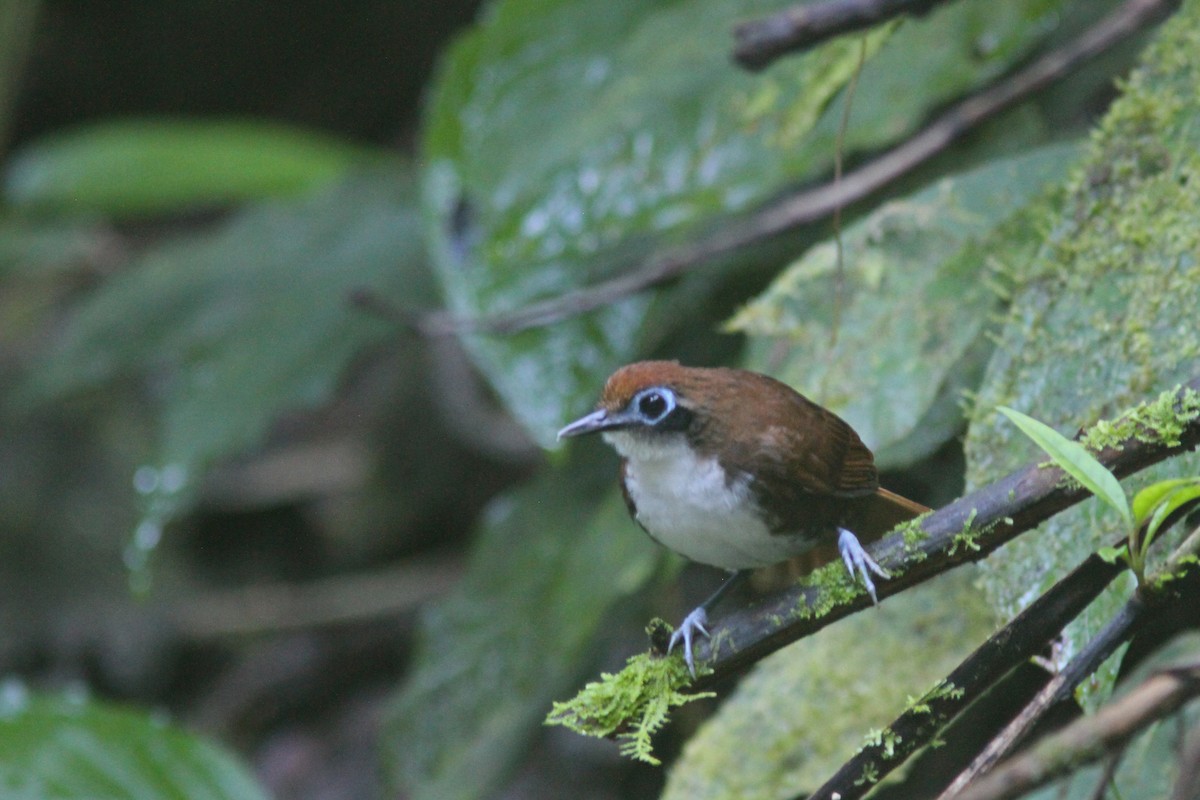 Bicolored Antbird - ML410813731