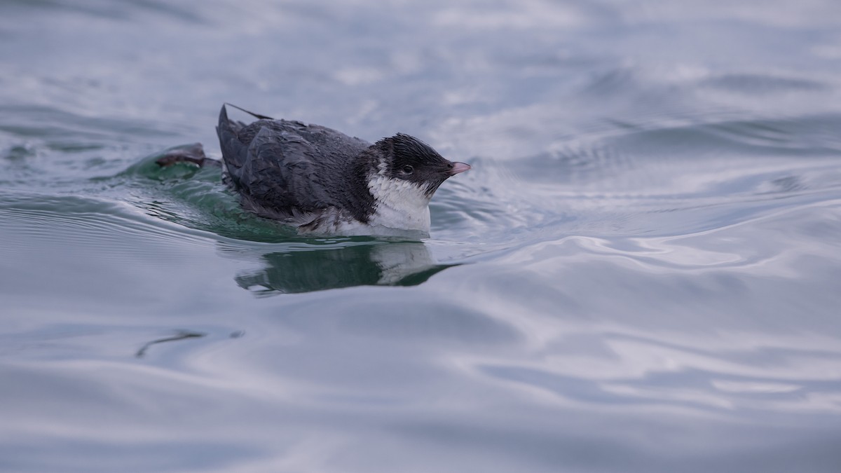 Ancient Murrelet - ML410813741