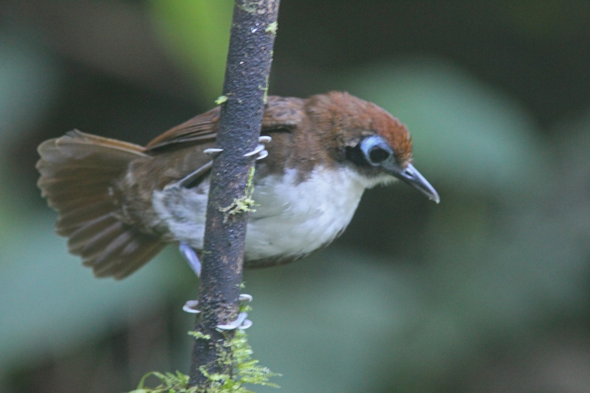 Bicolored Antbird - ML410813781