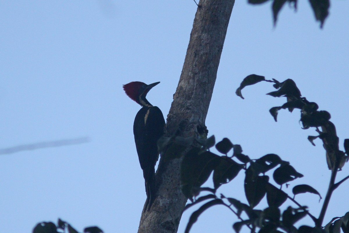 Lineated Woodpecker - ML410813791