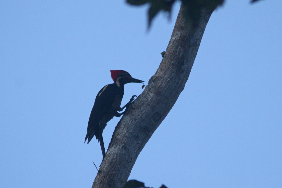 Lineated Woodpecker - ML410813841