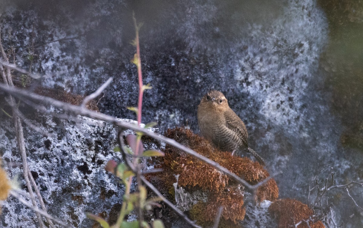 Santa Marta Wren - Jay McGowan