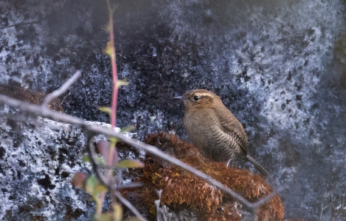 Santa Marta Wren - Jay McGowan