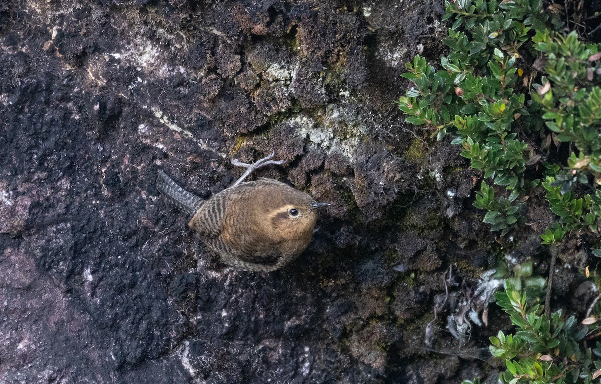 Santa Marta Wren - Jay McGowan