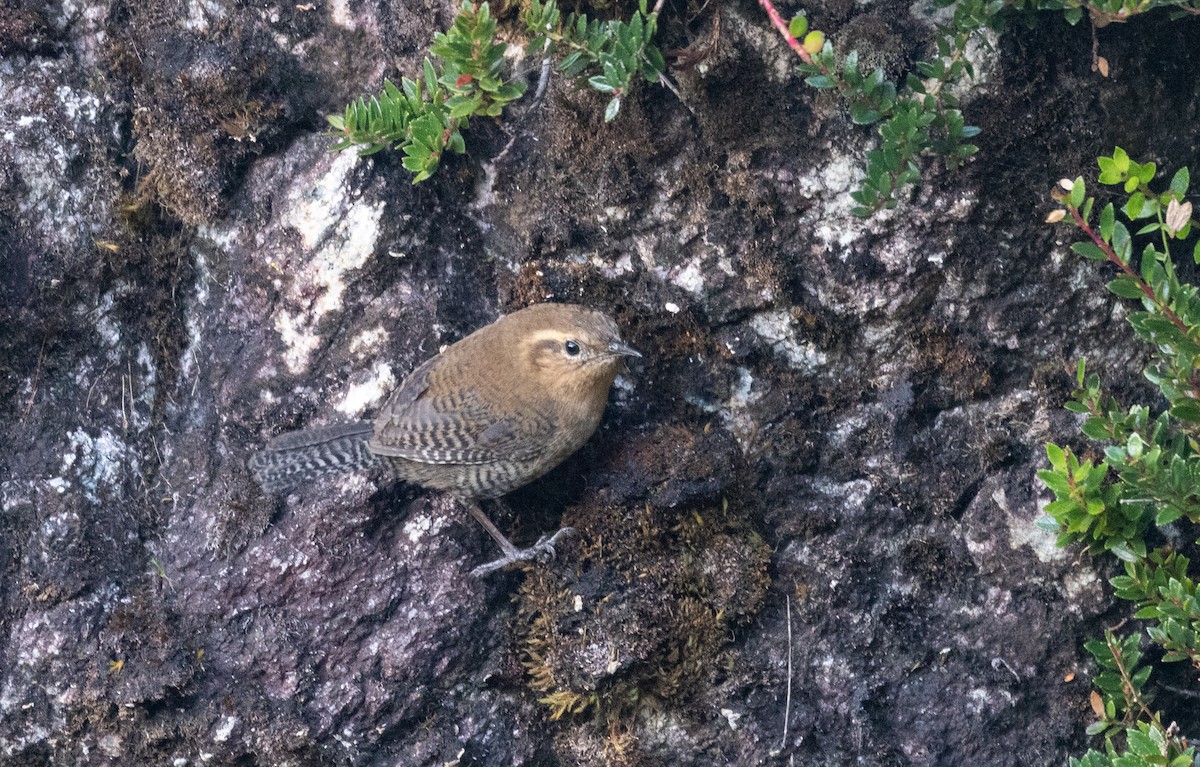 Santa Marta Wren - Jay McGowan