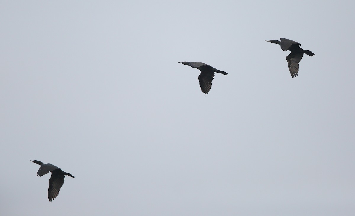 Indian Cormorant - ML410814321