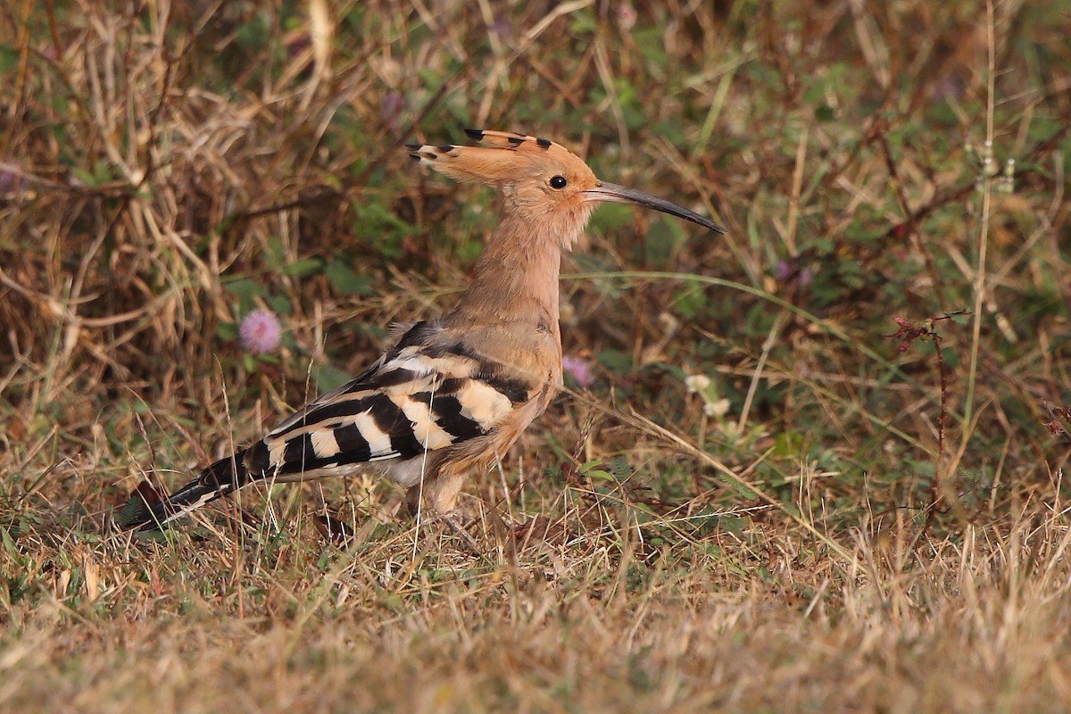 Eurasian Hoopoe - ML410814621