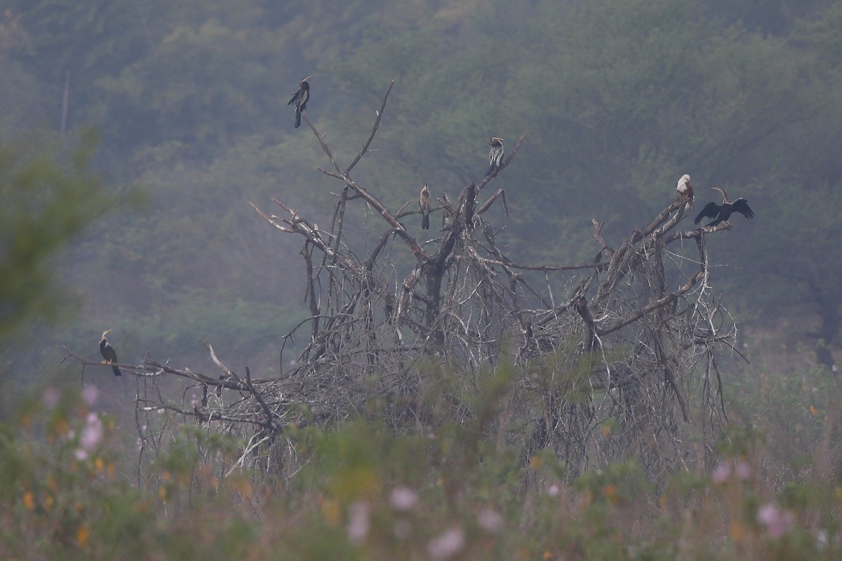 Orient-Schlangenhalsvogel - ML410815071