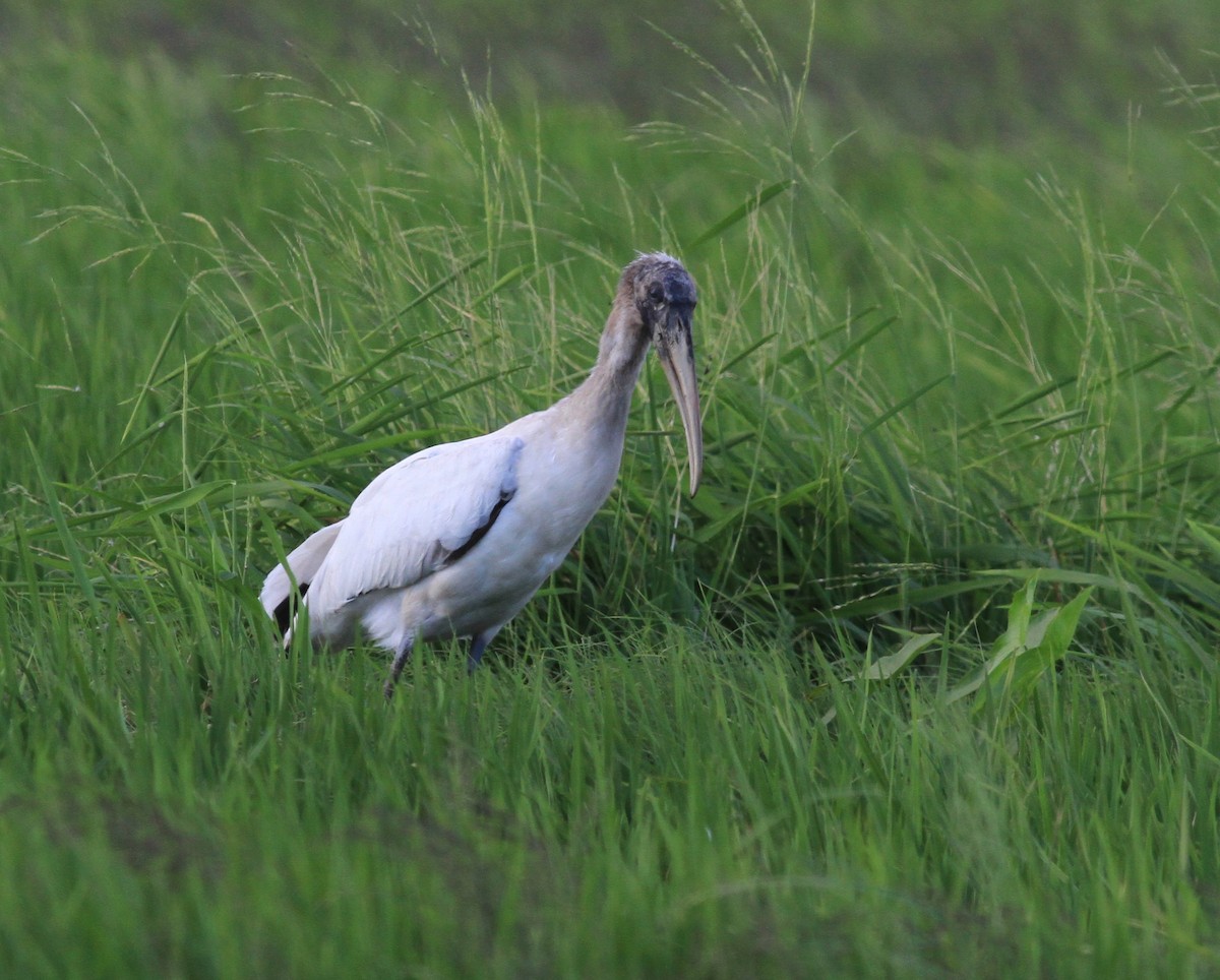 Wood Stork - ML410815101