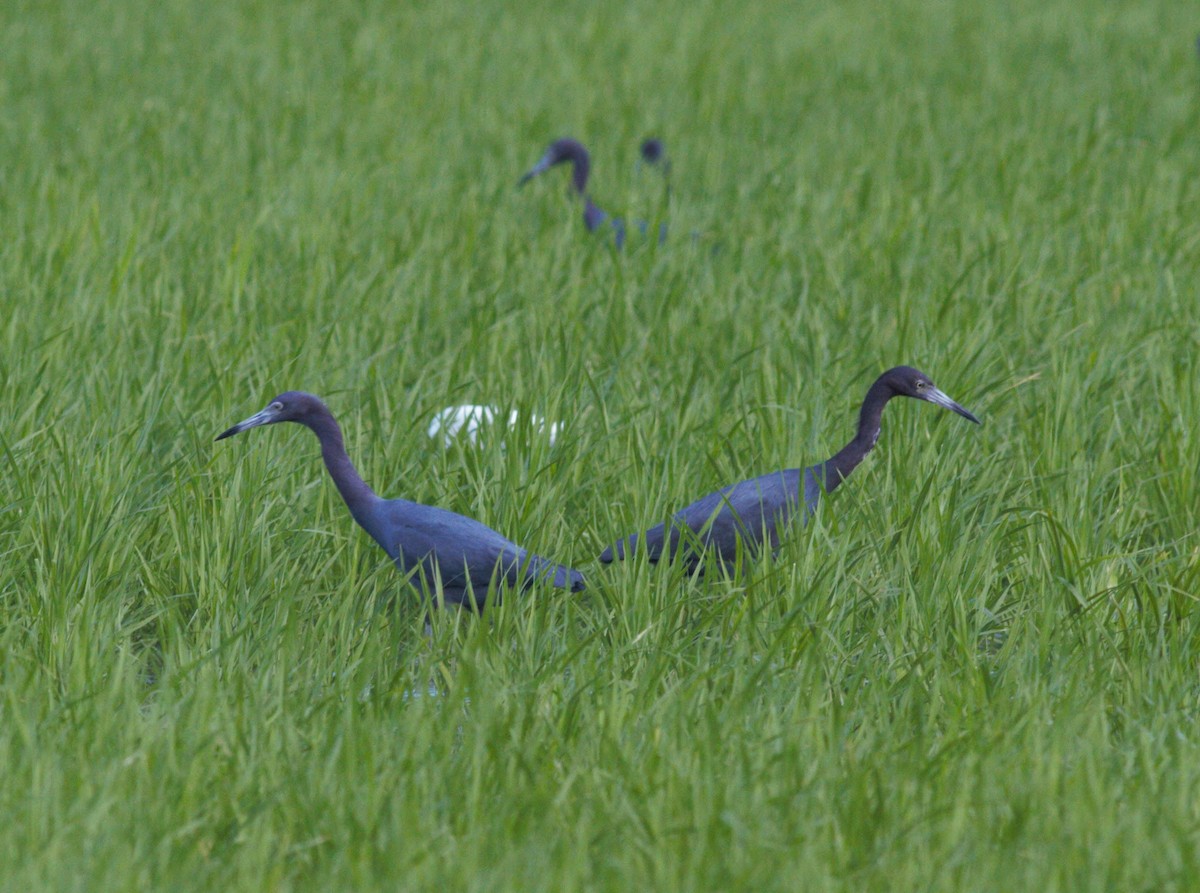 Little Blue Heron - Liliana Chavarria Duriaux