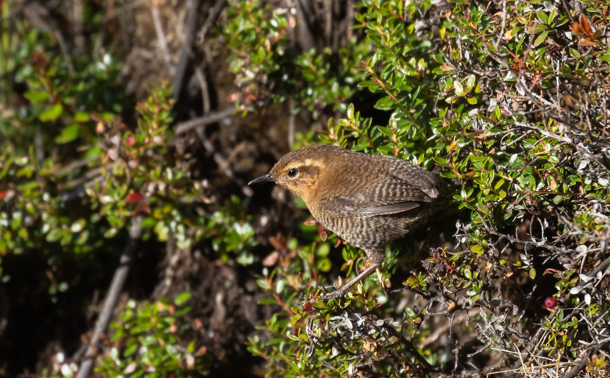 Santa Marta Wren - ML410815461