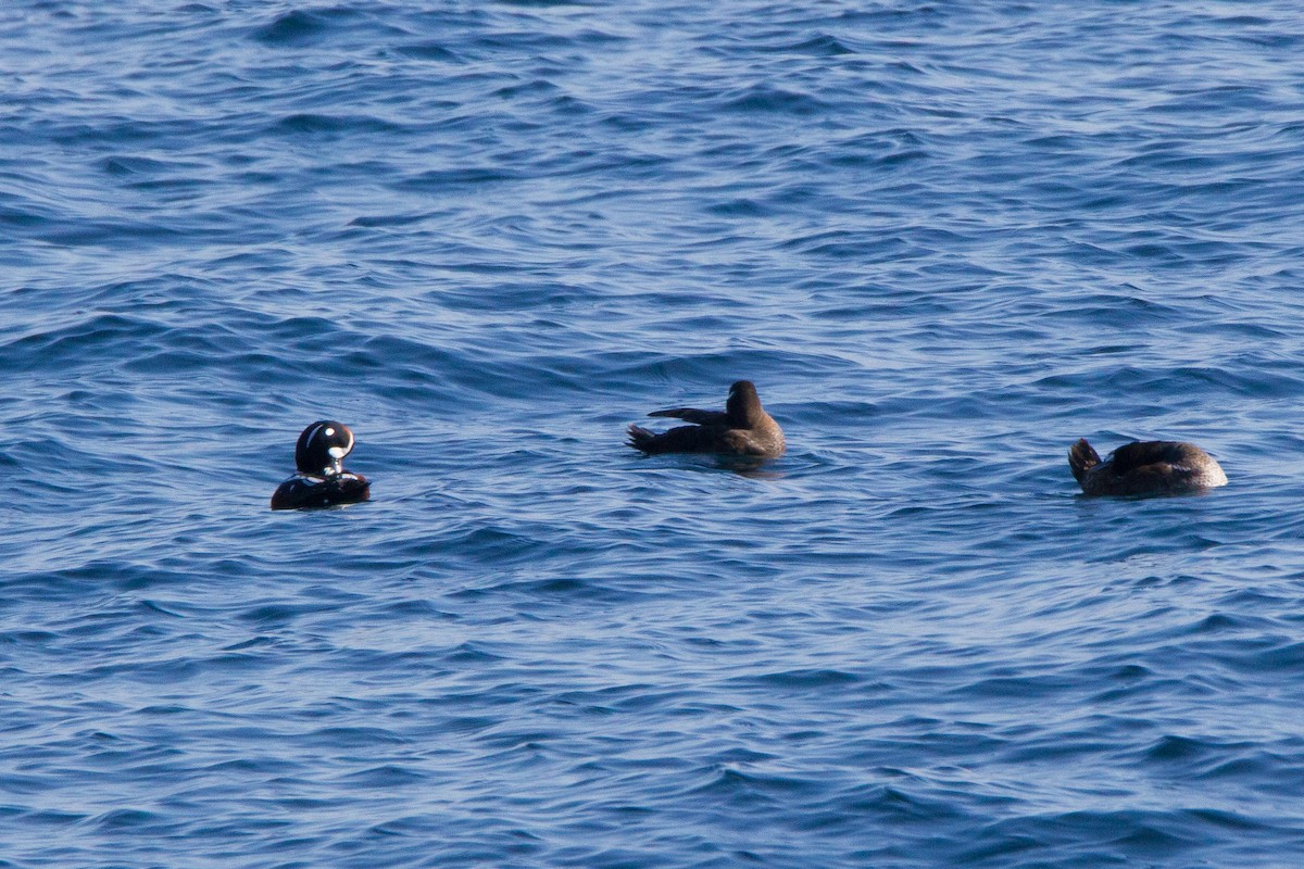 Harlequin Duck - bryan moon