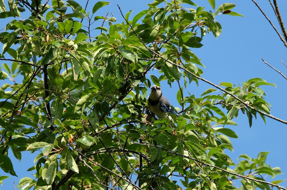 Blue Jay - ML410818501