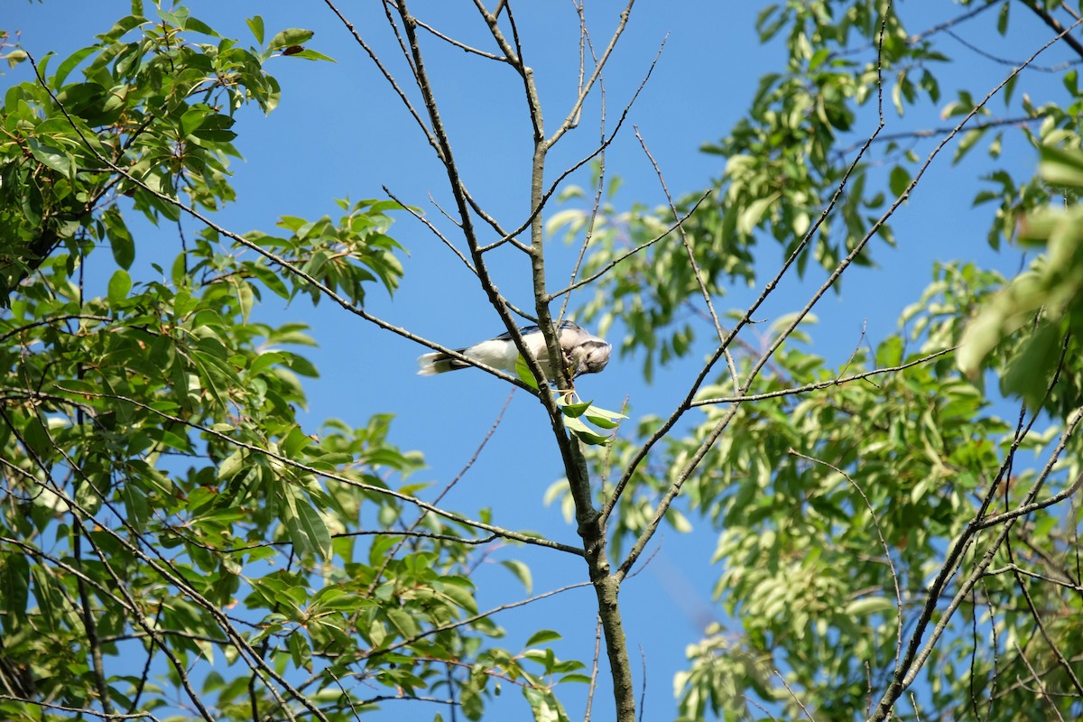 Blue Jay - ML410818541