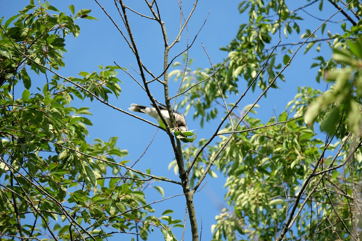 Blue Jay - ML410818551