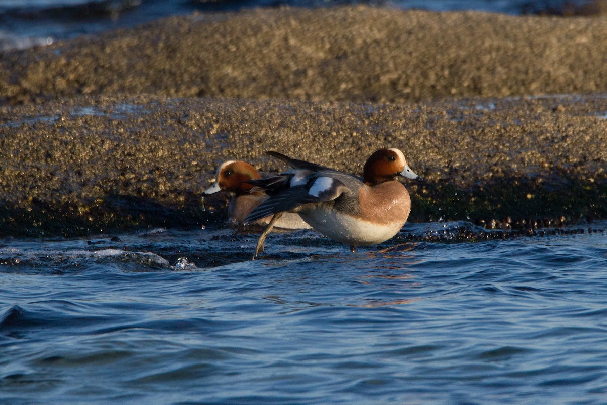 Eurasian Wigeon - ML410818961