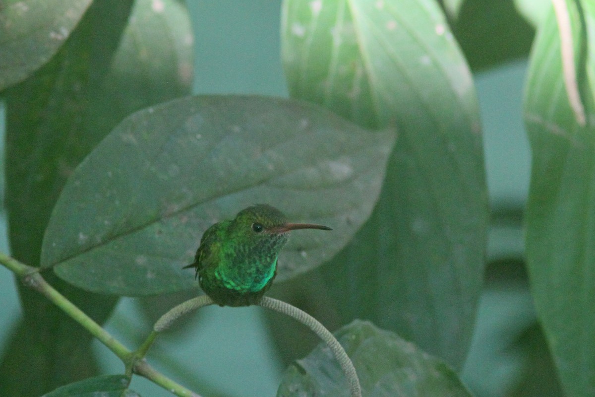 Rufous-tailed Hummingbird - ML410819221