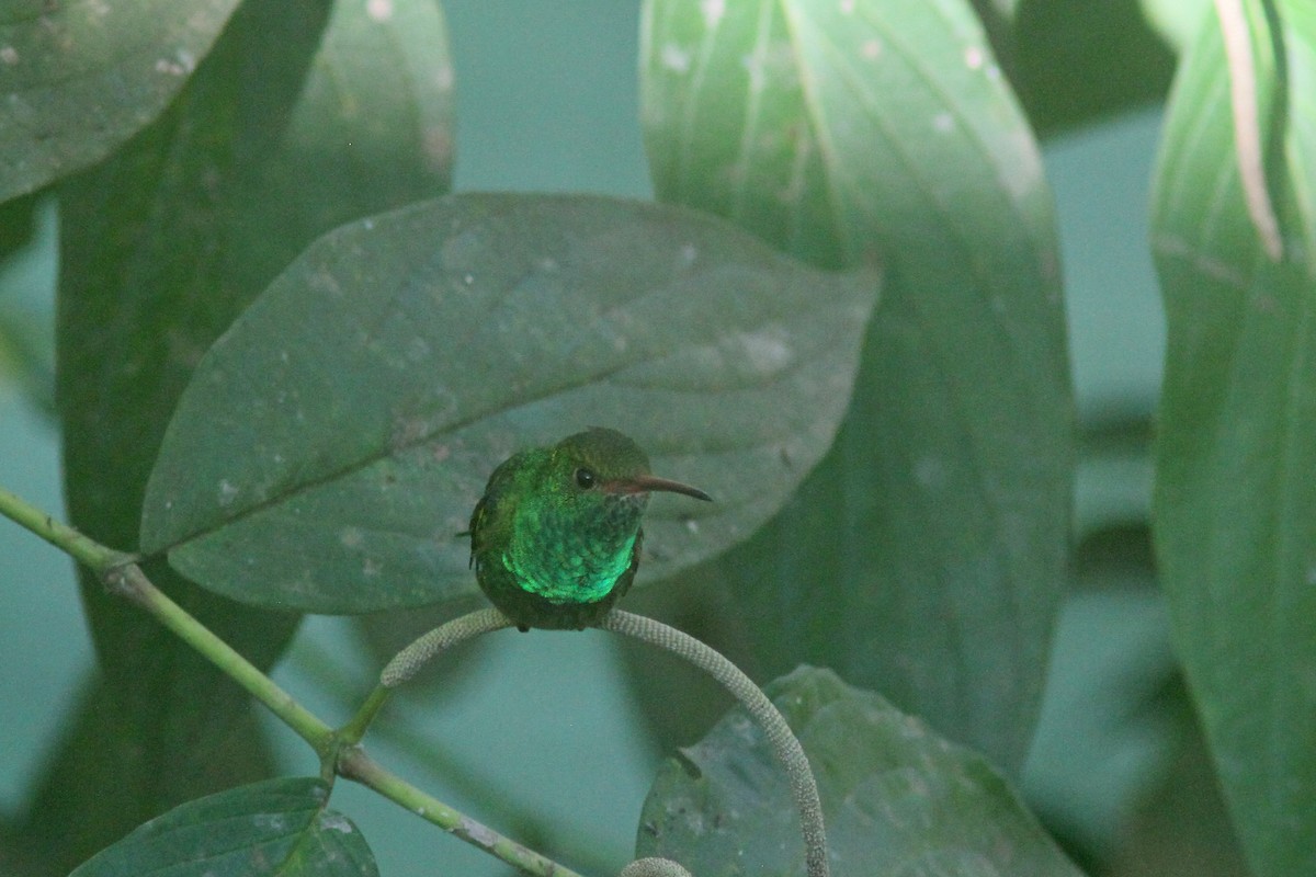 Rufous-tailed Hummingbird - ML410819231