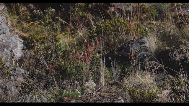 Blue-bearded Helmetcrest - ML410819331