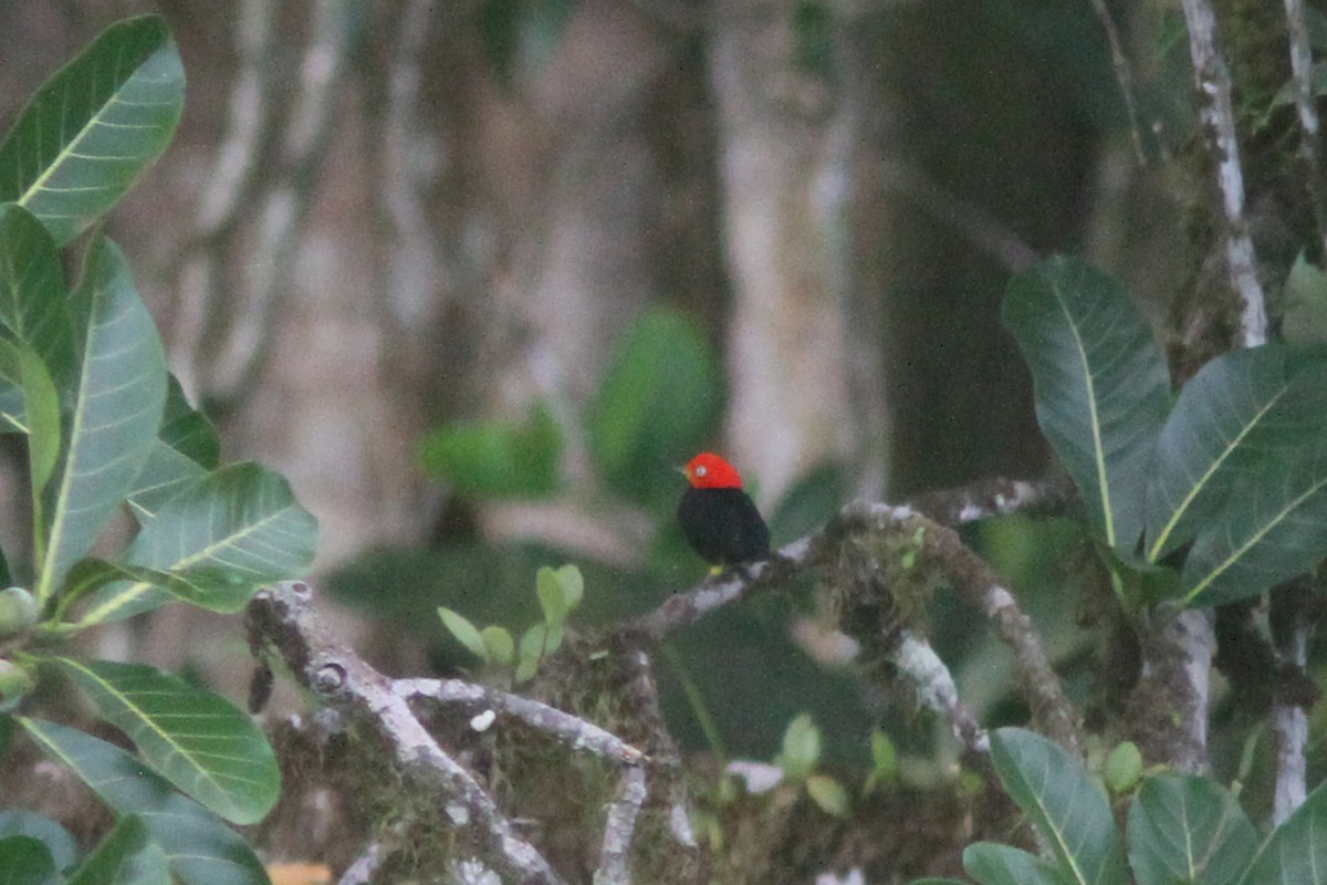 Red-capped Manakin - ML410819921